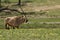 The gemsbok or gemsbuck Oryx gazella is standing in the blossom desert during spring with yellow flowers and looking down to