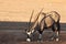 The gemsbok or gemsbuck Oryx gazella standing on the red sand and drinking water from the small warterhole