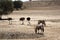 The gemsbok or gemsbuck Oryx gazella with three ostriches standing on the red sand dune with red sand and dry grass around