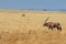 Gemsbok or gemsbuck oryx walking in Namib Desert