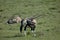 Gemsbok on grassland