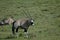 Gemsbok on grassland