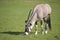 Gemsbok grazing