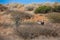 Gemsbok grazing in the Kalahari