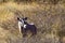 Gemsbok grazing in the Kalahari desert