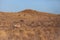 Gemsbok grazing in the Kalahari desert