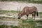 Gemsbok grazing in the Kgalagadi.