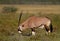 Gemsbok grazing on shrubs