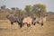 Gemsbok Herd