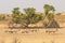 Gemsbok Herd