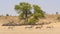 Gemsbok Herd