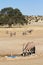 Gemsbok herd