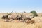 Gemsbok herd( Oryx gazella)