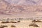 Gemsbok herd purple mountains desert, Namibia