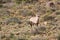 Gemsbok in Karoo