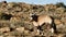 Gemsbok - Karoo National Park