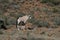 Gemsbok in Karoo National Park