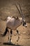 Gemsbok lifts foot while crossing stony ground