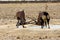 Gemsbok locking horns in a fight