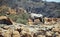 Gemsbok looking at the camera with stones and rocks around