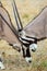 Gemsbok males sparring in preparation for the mating season in the Kalahari desert