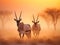 Gemsbok in mist