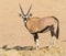 Gemsbok and Namaqua Sandgrouse