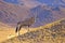 Gemsbok in the Namib desert