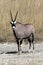 A Gemsbok in Namibia