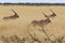 Gemsbok - Namibia - Africa