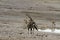 Gemsbok Near Watering Hole, Etosha National Park, Namibia