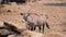 Gemsbok, Onyx gazelle,dominant Gemsbok
