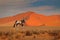 Gemsbok with orange sand dune evening sunset. Gemsbuck, Oryx gazella, large antelope in nature habitat, Sossusvlei, Namibia. Wild