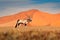 Gemsbok with orange sand dune evening sunset. Gemsbuck, Oryx gazella, large antelope in nature habitat, Sossusvlei, Namibia. Wild