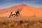 Gemsbok with orange sand dune evening sunset. Gemsbuck, Oryx gazella, large antelope in nature habitat, Sossusvlei, Namibia. Wild