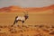 Gemsbok with oraqnge sand dune evening sunset. Gemsbuck, Oryx gazella, large antelope in nature habitat, Sossusvlei, Namibia. Wild