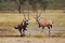 Gemsbok (Ory gazella) absconding after fight