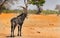 An Gemsbok Oryx