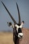 Gemsbok oryx antelope close-up