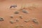 Gemsbok / Oryx crossing sand dune.