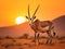 Gemsbok (Oryx) - Damaraland - Namibia