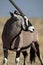 Gemsbok oryx, Etosha NP, Namibia