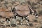 Gemsbok oryx family, Kalahari desert