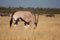 Gemsbok (Oryx) feeding