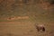 Gemsbok Oryx gazela staying in the dry golden grass on the Kalahari desert