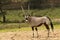 Gemsbok Oryx gazela staying in the green grass on the Kalahari desert. Trees in the background