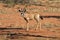 A Gemsbok Oryx gazella