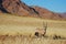 Gemsbok (Oryx gazella)