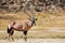 Gemsbok (Oryx gazella)