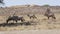 Gemsbok, Oryx gazella, Africa wildlife South Africa